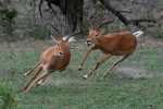 Two male impala antelope chase each other looking for a 'love' fight