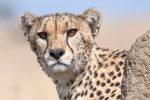 Cheetah, Serengeti, Tanzania