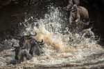 2020, Great Migration, Mara River, Tanzania 10a x1080c