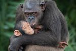 2022, Family life in Conkouati-Douli National Park - 01 x1080C