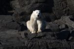 Svalbard [polar] bear (Ursus maritimus)