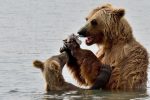 An unrelated young bear asks for some food, Kuril lake, Kamčatka