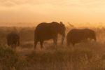 Golden hours at Amboseli park in Kenya