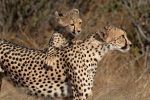 Mummy, we can play, Samburu NP, Kenya